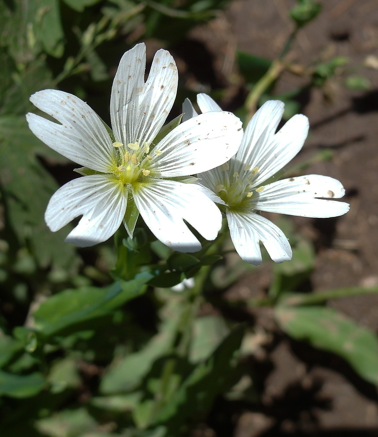 Image of Cerastium davuricum specimen.