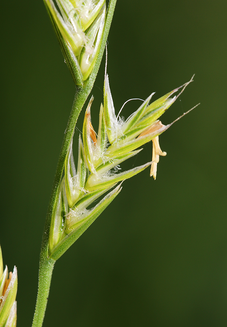 Image of Lolium multiflorum specimen.