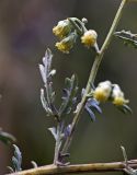 Artemisia freyniana. Часть побега с соцветиями. Приморский край, Октябрьский р-н, окр. с. Новогеоргиевка, дол. р. Раздольная на левом берегу, на остепнённом склоне. 13.09.2024.