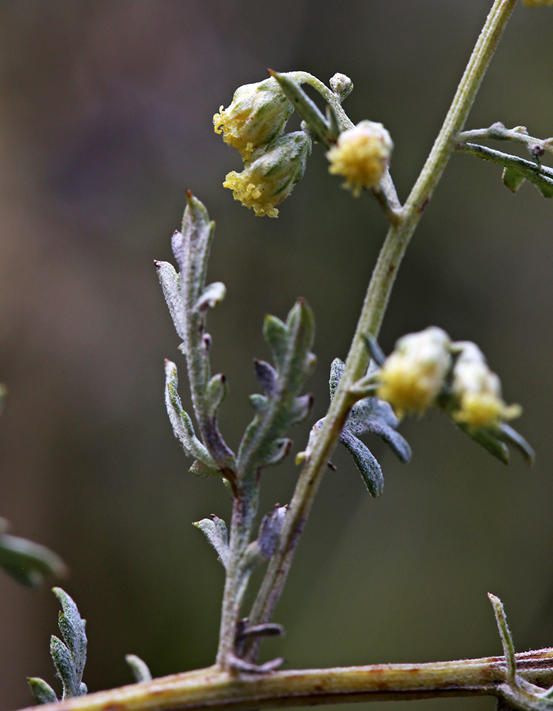 Image of Artemisia freyniana specimen.