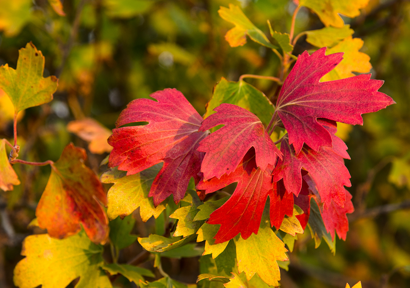 Изображение особи Ribes aureum.