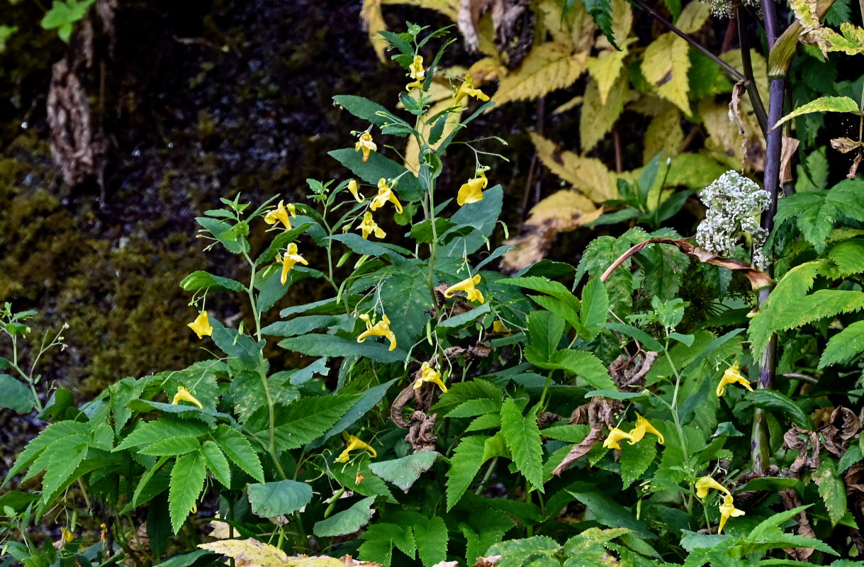 Image of Impatiens noli-tangere specimen.