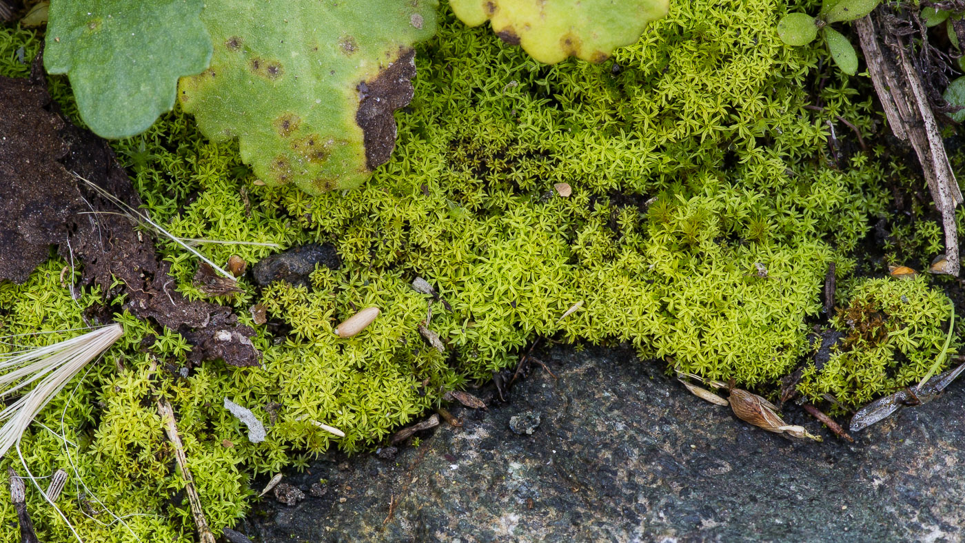 Изображение особи Bryoerythrophyllum recurvirostrum.