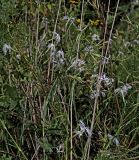 Dianthus superbus