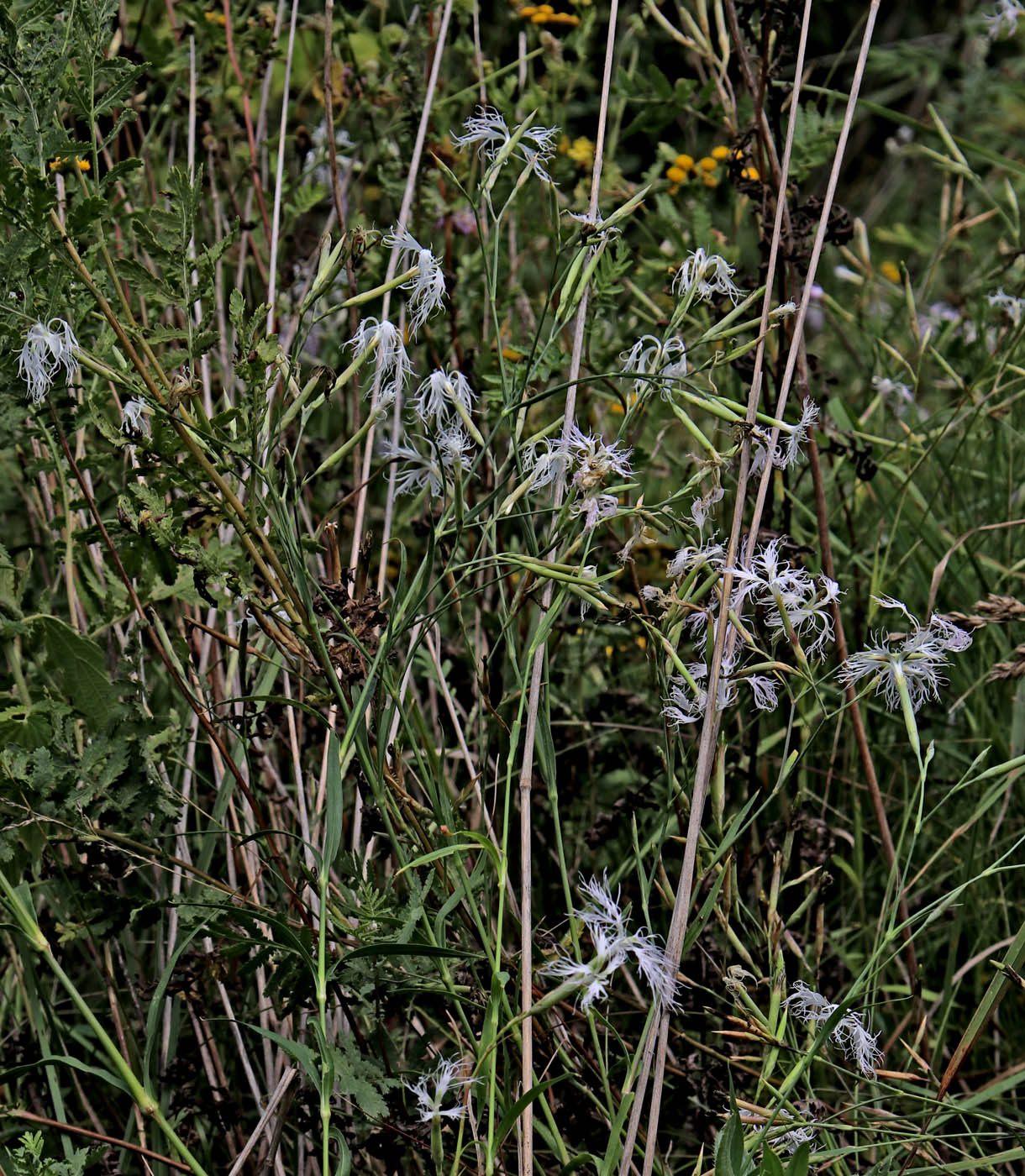 Image of Dianthus superbus specimen.