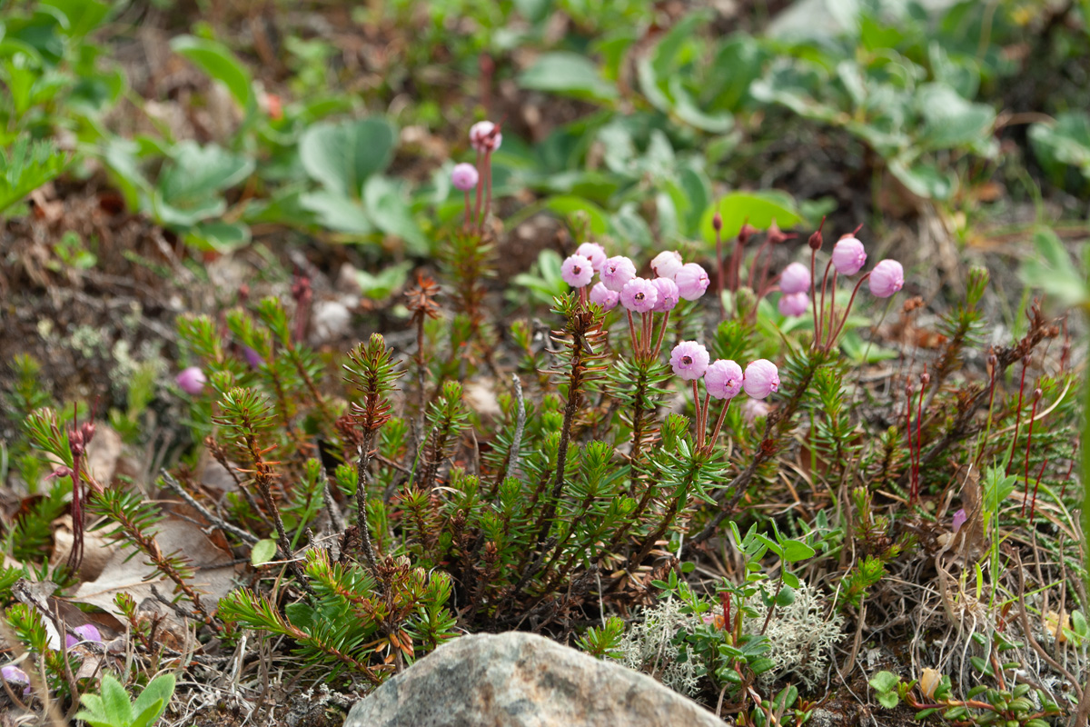 Изображение особи род Phyllodoce.