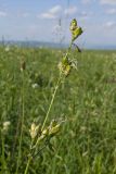 Silene saxatilis. Верхушка побега с соплодием. Карачаево-Черкесия, Зеленчукский р-н, гора Джисса, ≈ 1500 м н.у.м., субальпийский луг. 14.06.2024.