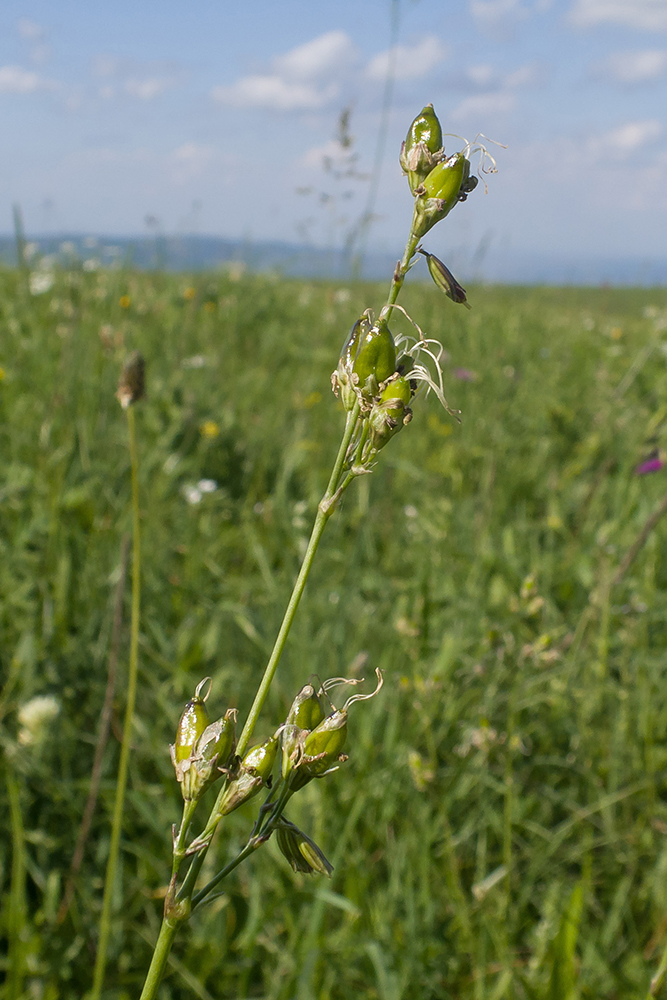 Image of Silene saxatilis specimen.