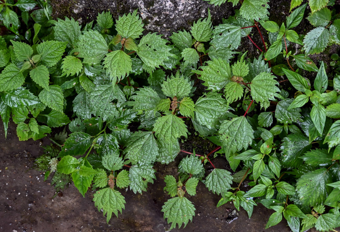 Изображение особи Boehmeria japonica.