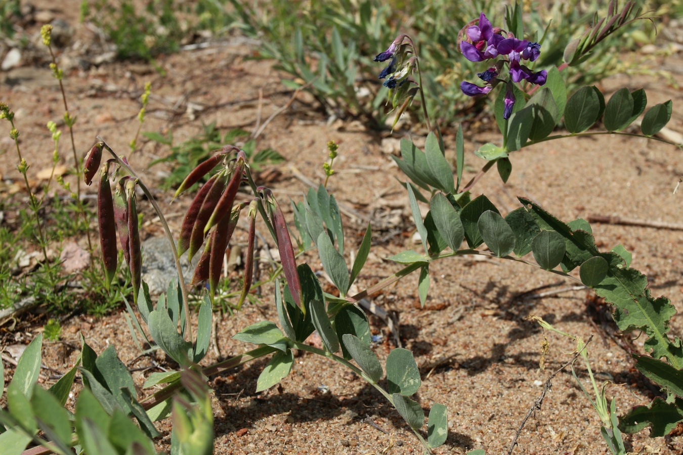 Изображение особи Lathyrus japonicus ssp. maritimus.