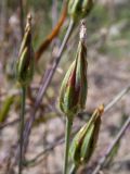 Scorzonera laciniata