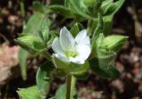 Cerastium inflatum