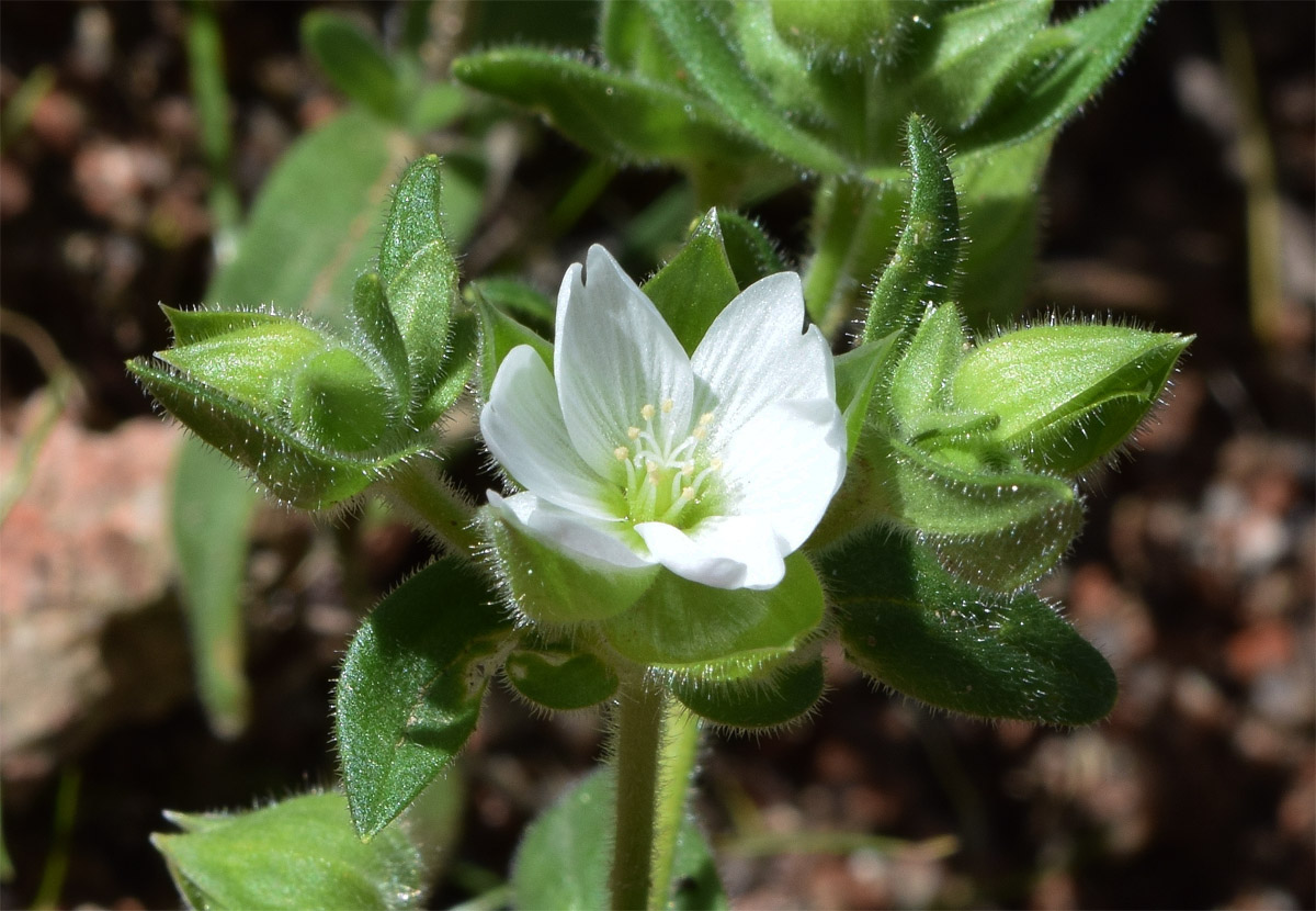 Изображение особи Cerastium inflatum.