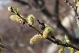 View full-size image Salix caprea