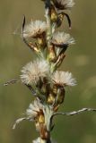 View full-size image Omalotheca sylvatica