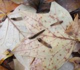 View full-size image Liriodendron tulipifera