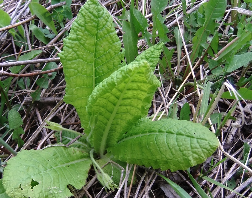 Image of Primula vulgaris specimen.