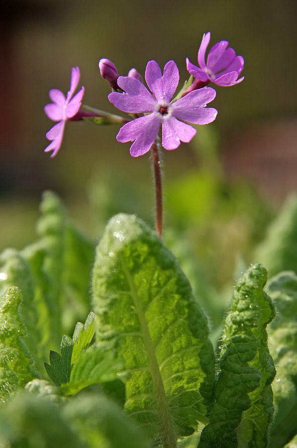 Image of Primula patens specimen.