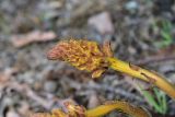 View full-size image genus Orobanche