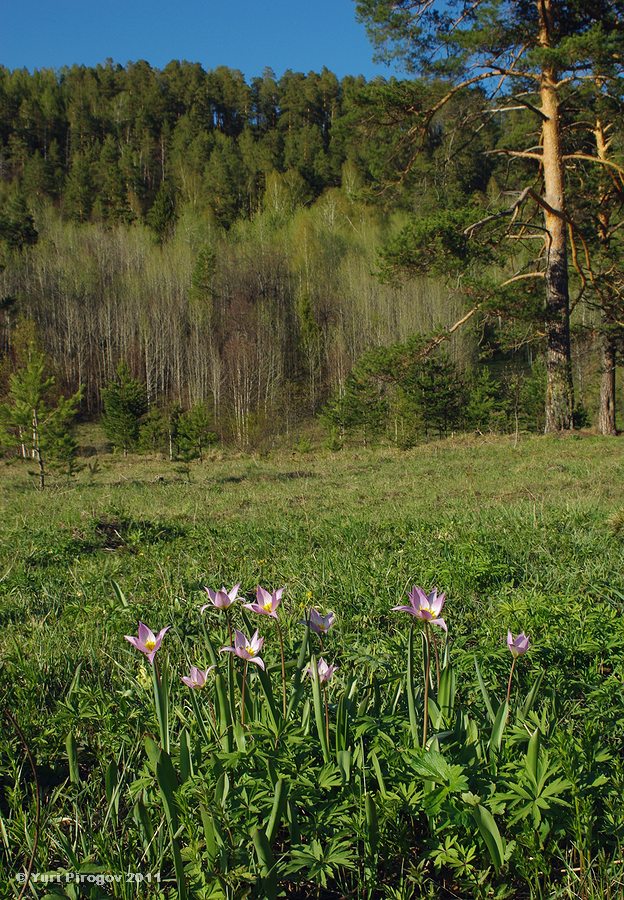 Image of Tulipa riparia specimen.