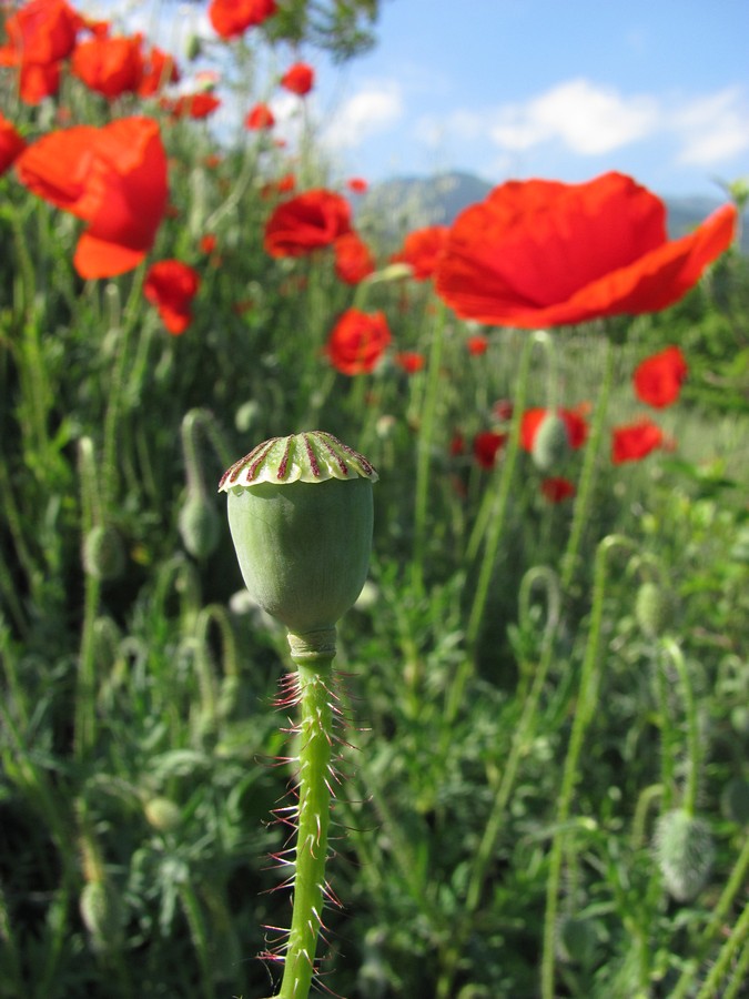 Image of Papaver rhoeas specimen.