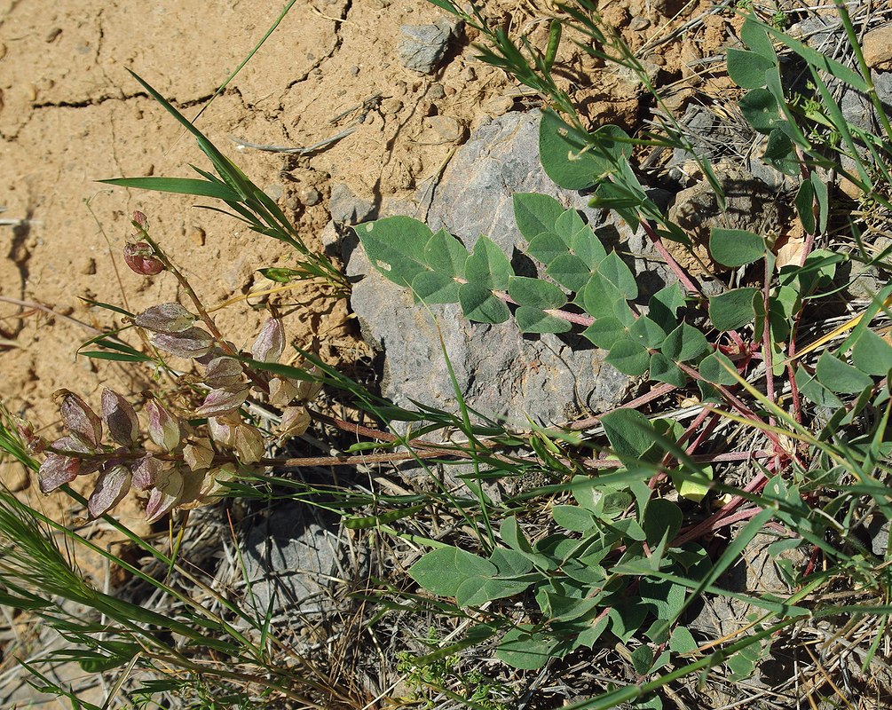 Изображение особи Astragalus megalomerus.