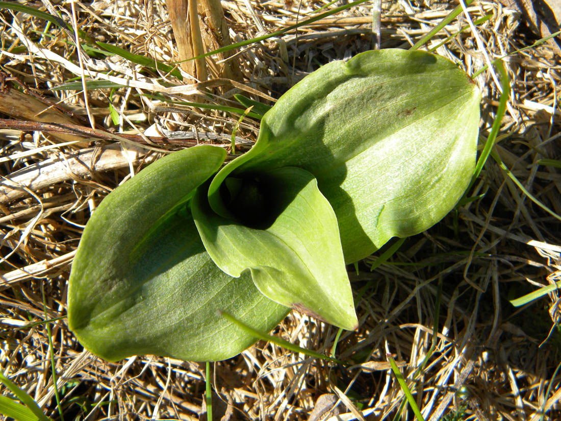 Image of Listera ovata specimen.