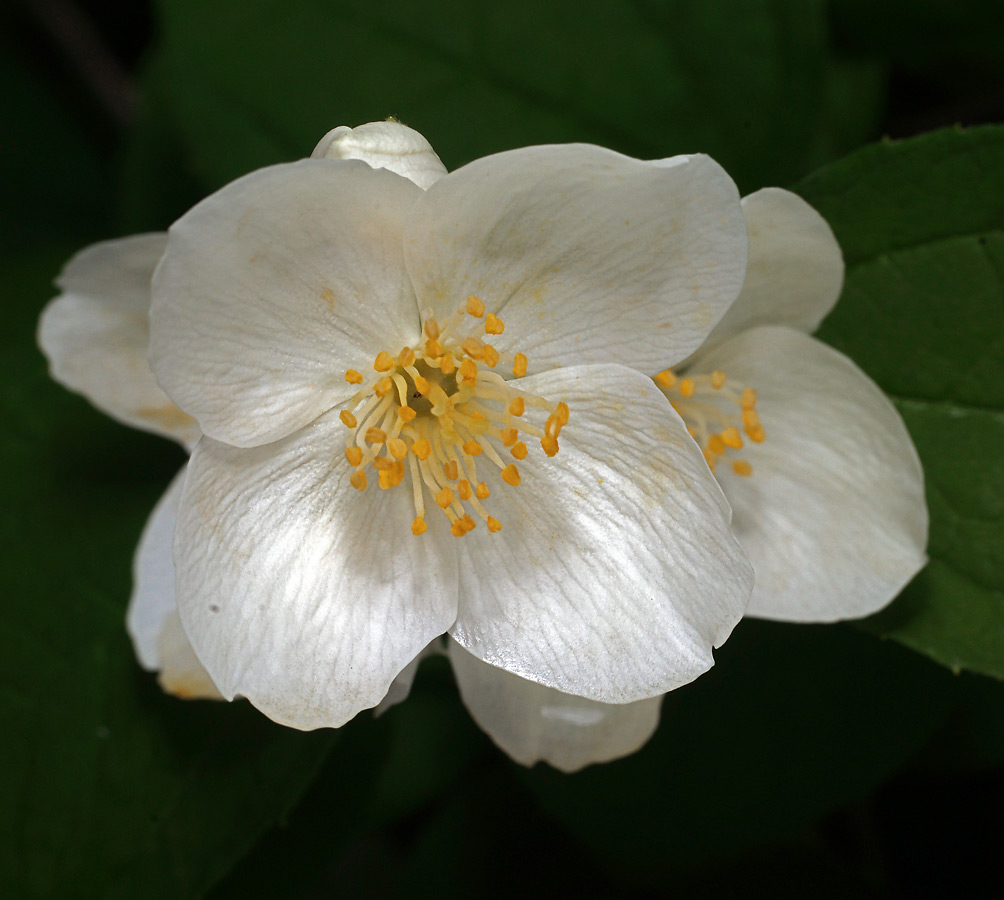 Image of Philadelphus coronarius specimen.