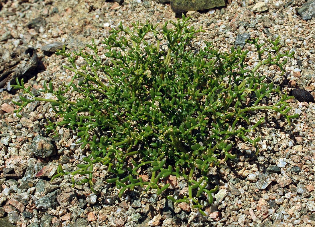 Image of Zygophyllum kegense specimen.