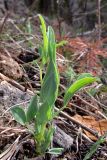 Lathyrus pratensis. Молодой побег у подножия скалы. Свердловская обл., окр. г. Североуральск, правый берег канала Дублёр. 09.05.2011.