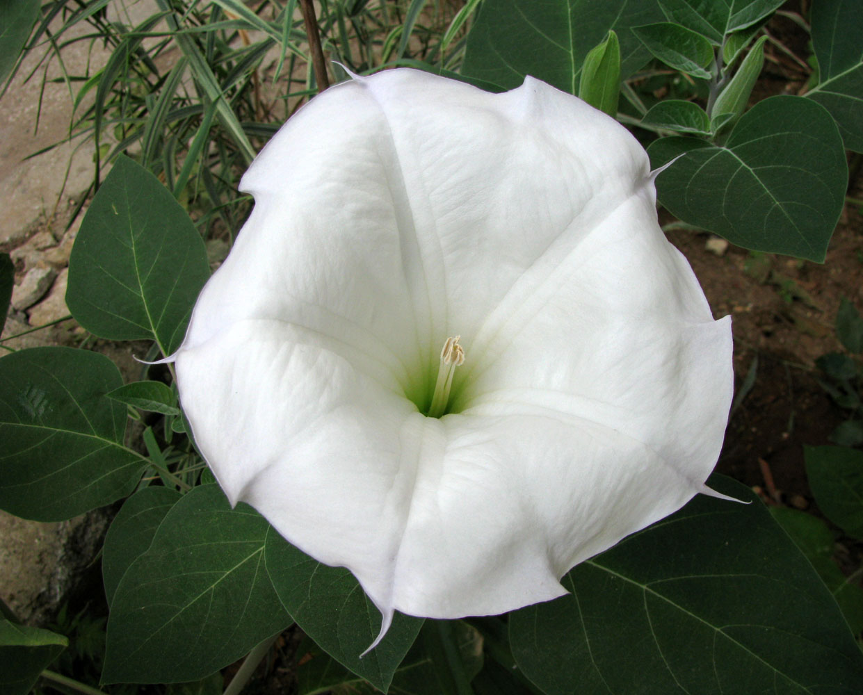 Image of Datura wrightii specimen.