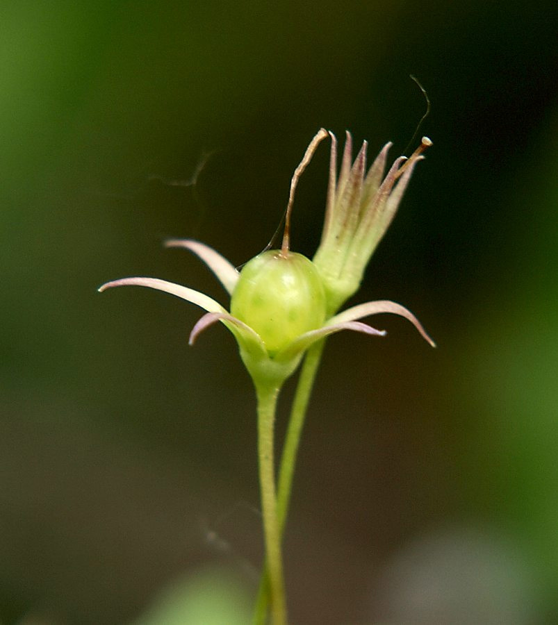 Image of Trientalis europaea specimen.