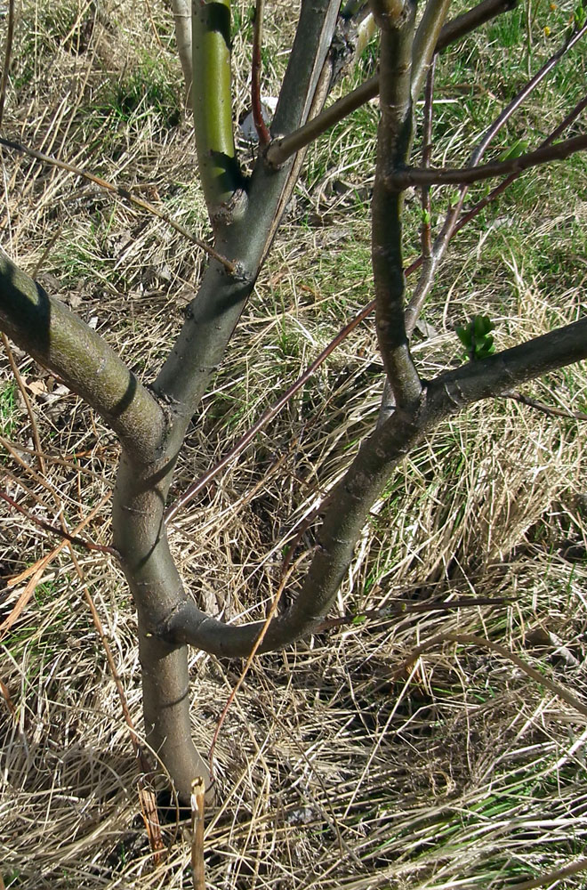 Image of Salix phylicifolia specimen.