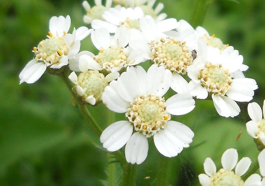 Image of Achillea impatiens specimen.