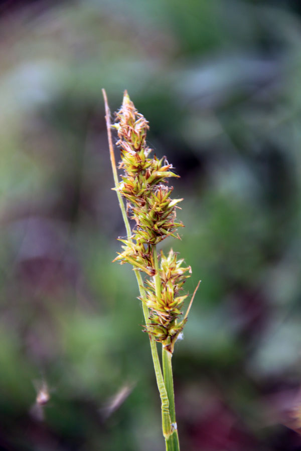 Image of Carex vulpina specimen.