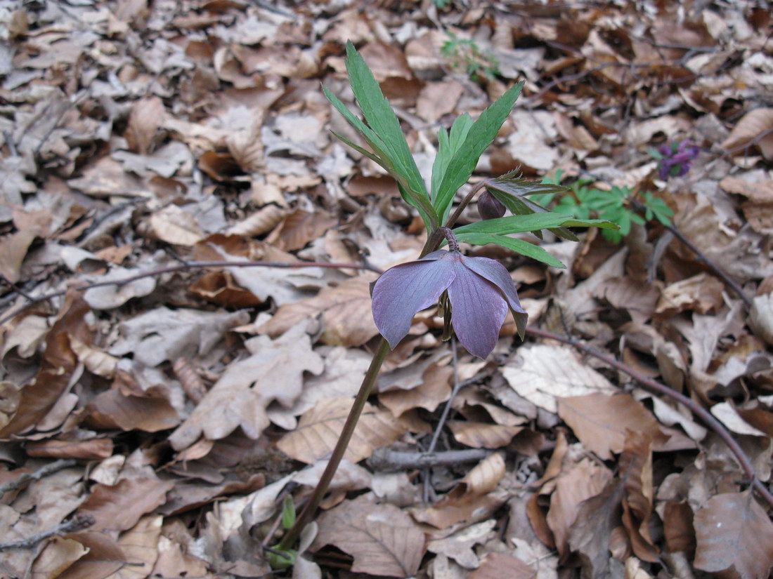 Image of Helleborus purpurascens specimen.