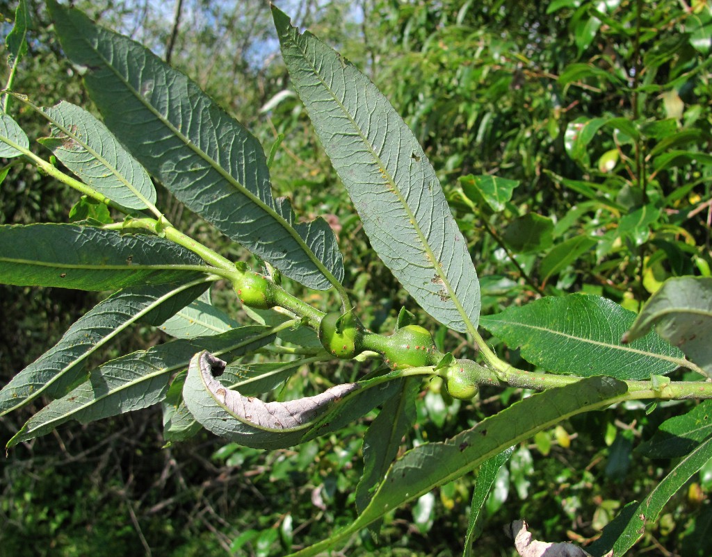 Image of genus Salix specimen.