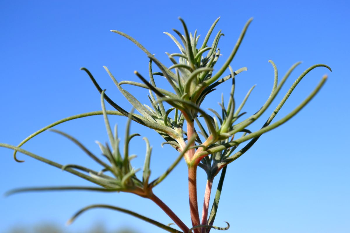 Image of Petrosimonia brachiata specimen.