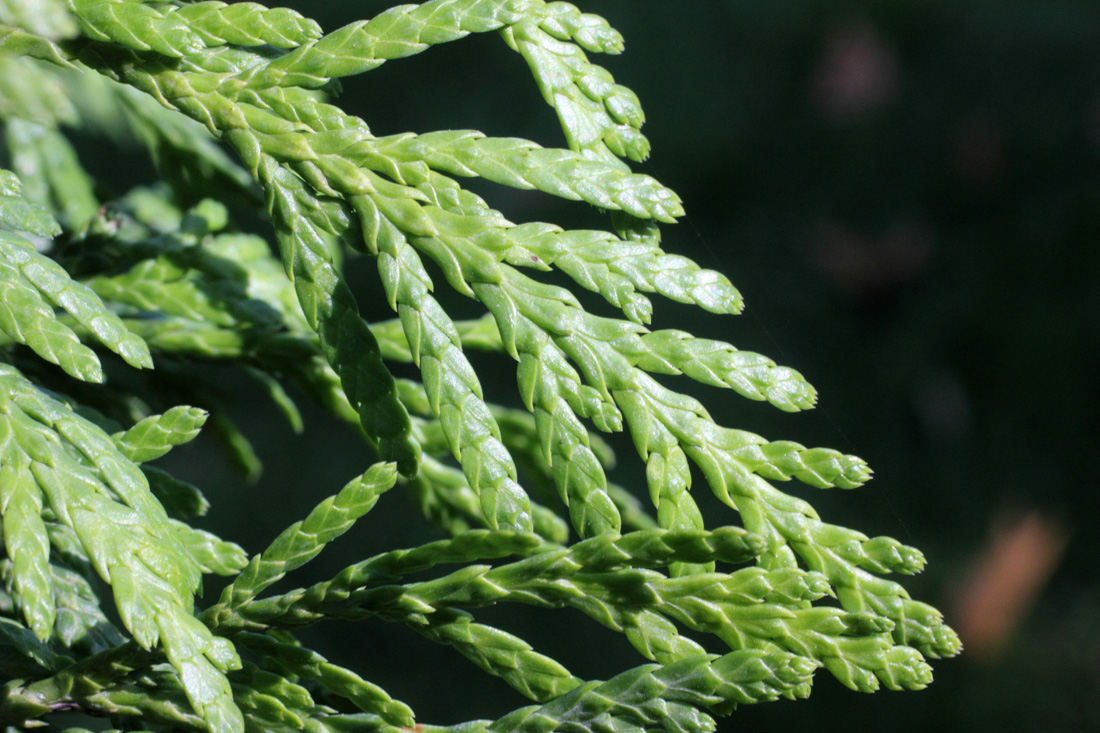 Image of Thuja plicata specimen.