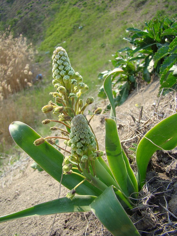 Image of Bellevalia sarmatica specimen.