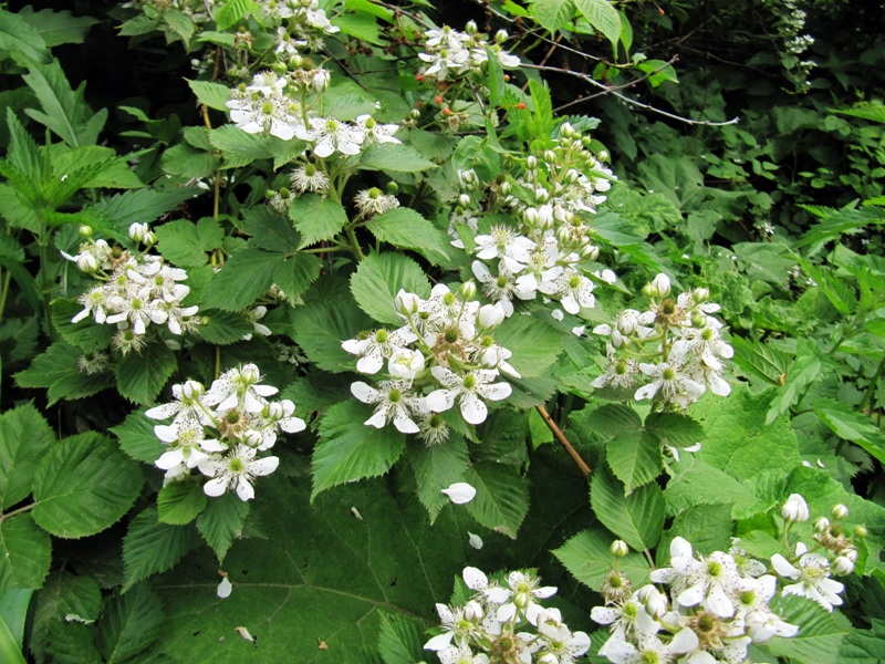 Image of Rubus allegheniensis specimen.