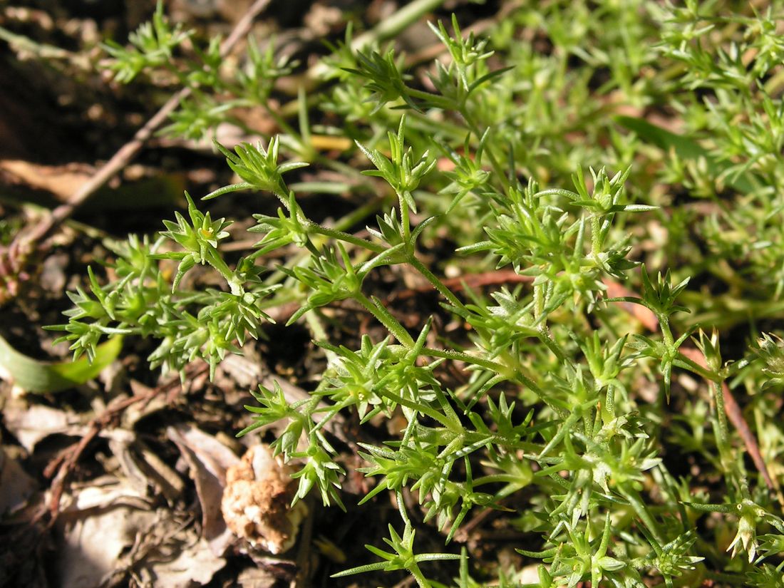 Image of Scleranthus annuus specimen.