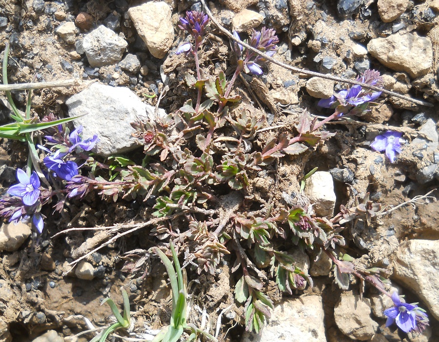 Изображение особи Veronica liwanensis.