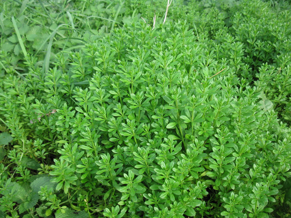 Image of Galium aparine specimen.