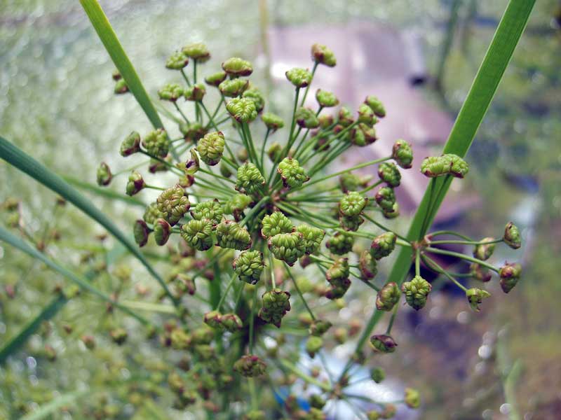 Image of Alisma plantago-aquatica specimen.