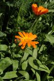 Calendula officinalis. Цветущее растение. Санкт-Петербург, Петродворец, сорное место. Конец июня, 2008 г.