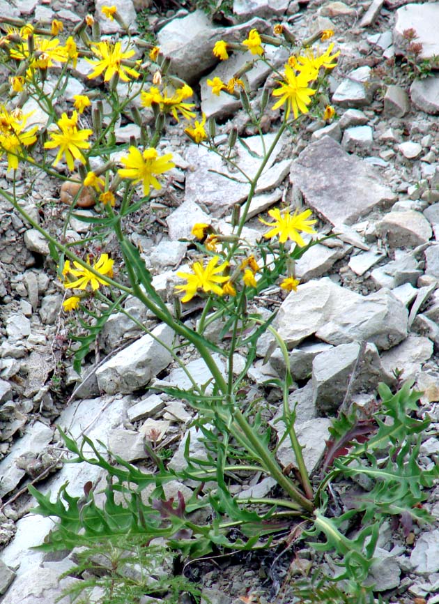 Image of Youngia tenuifolia specimen.