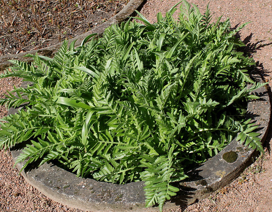 Изображение особи Papaver setiferum.