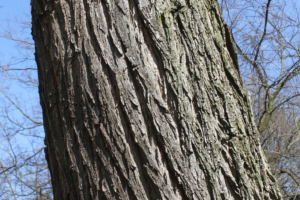 Image of Robinia pseudoacacia specimen.