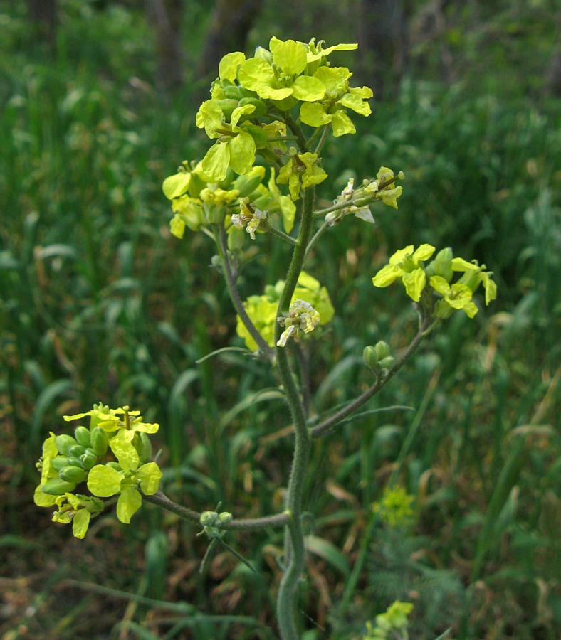 Image of Sisymbrium orientale specimen.